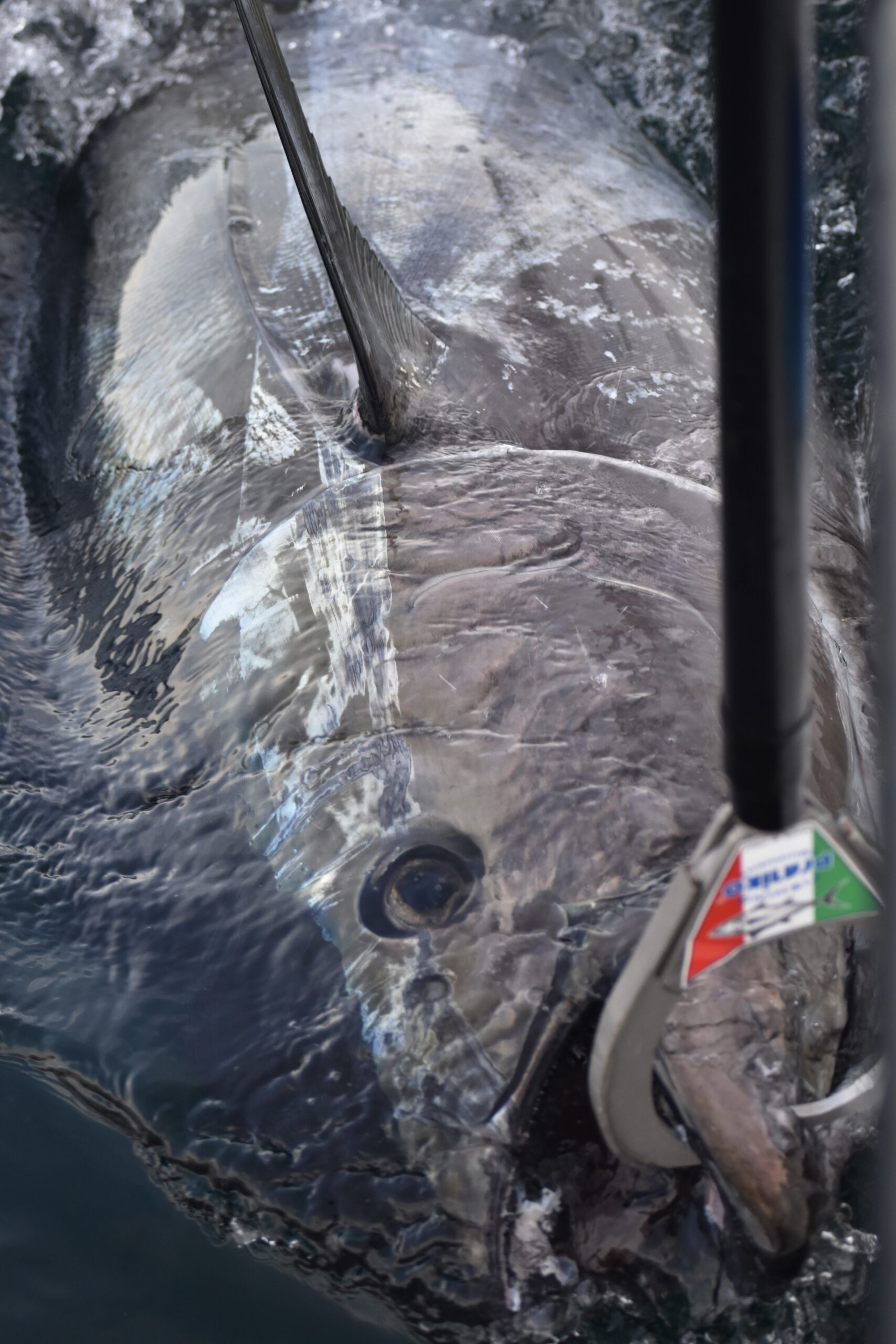 Giant Bluefin Tuna